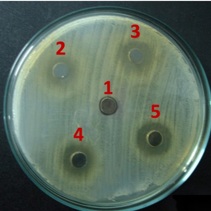 Agar plate of methicillin-resistant Staphylococcus aureus showing clear zones of inhibition around the plant-derived discs